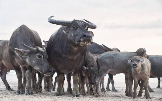 Sumba buffalo